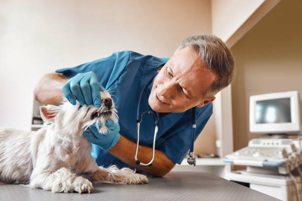 Best Emergency Dental Care for Sports Injuries in Guttenberg, IA
